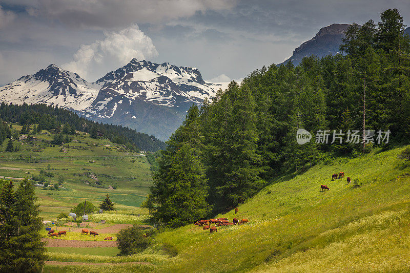 在法国阿尔卑斯山脉附近，春天在Val d'Isère与奶牛的田园诗般的高山景观